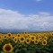 何度もくる素敵な夏