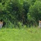 緑のたぬ・・・キツネ