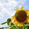 夏の花