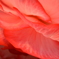 生花