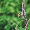 蜂の雫.