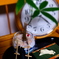 はじめて一眼　1
