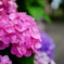 紫陽花