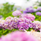 紫陽花