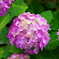 名古屋紫陽花