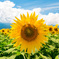 Powered by Sunflower