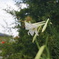 wild lily