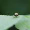 めっちゃ笑顔のバナナ虫