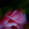 petal-001