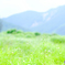 くじゅう 夏の坊ガツル（１）
