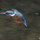 僕も頑張って飛ぶもん！