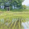 高森の風景