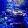 水槽で生きるサンゴ礁