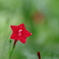 花便り　- 水滴を纏った縷紅草 -