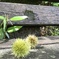 夏の終わり