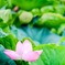 不忍池 蓮の花