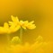 夏色の花２