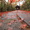 今年の紅葉は？