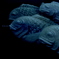 ~魚群