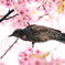 首飾り