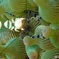 イソギンチャクエビ