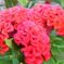 庭先の花
