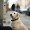 a waiting dog in front of a door
