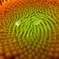 Face of sunflower