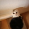 はにわ