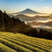 茶葉に光