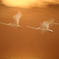 夕陽と白鳥