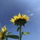 夏の青い空 サイコー