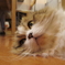 うちのこ