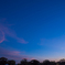 　ねぐら入りと夕景…