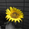 太陽の花