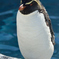 岩飛びペンギン