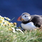 Puffin in Iceland