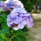 手鞠紫陽花