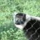 Ruffed Lemurs_2