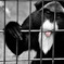 de Brazza's Monkey 