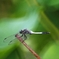 Dragonfly Ectoplasm