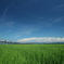 green carpet