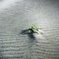 a Grass