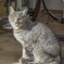 美容院の看板猫