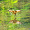 DSX01203 (2)_400mm_F5,6_SS1600_ISO1600
