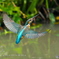 DSX03195_400mm_F5,6_SS1600_ISO800