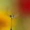 花畑