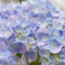 8月の紫陽花