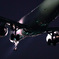 Night Arrival