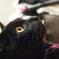 瞳(モデル  ジジ)